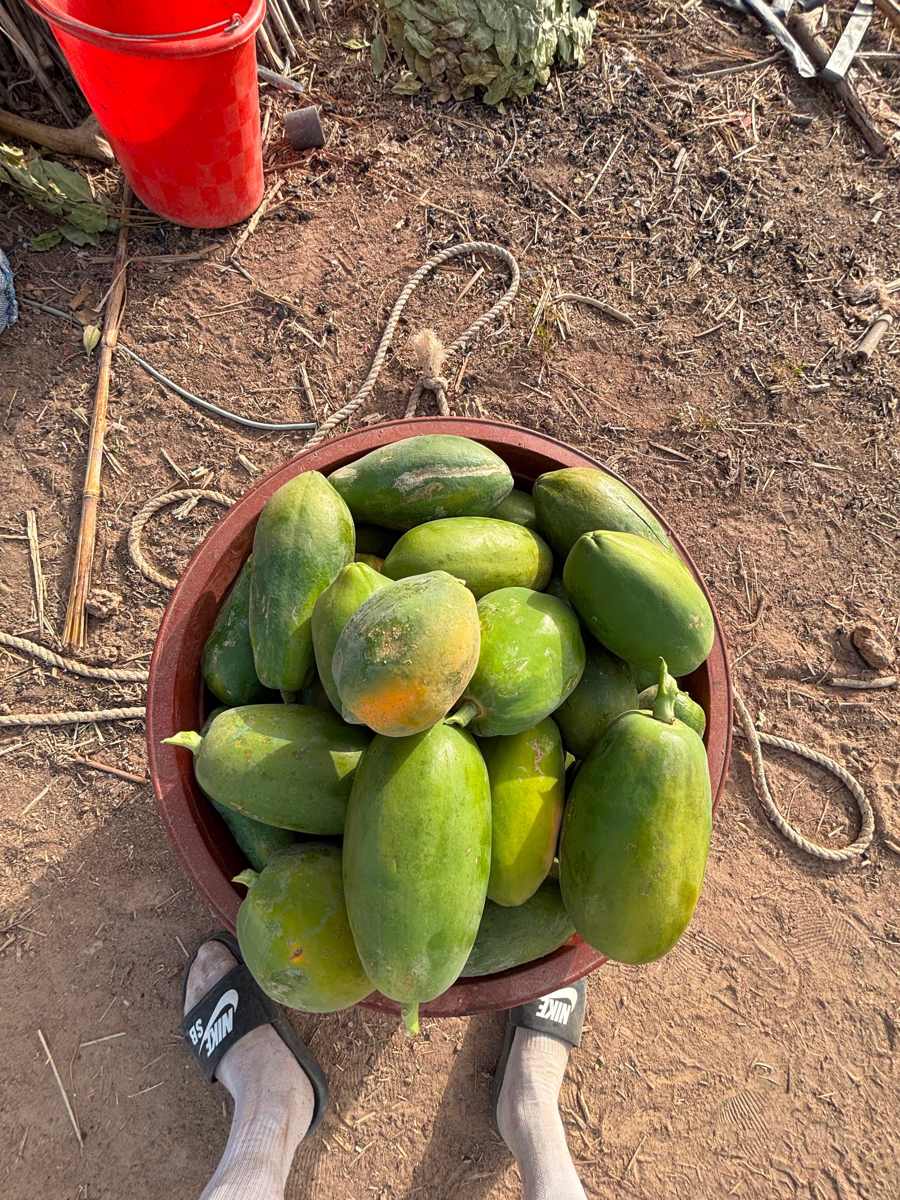Créer des jardins potagers pour la production alimentaire (papayes, mangues, citrons, oranges, gombo, tomates, piments)
